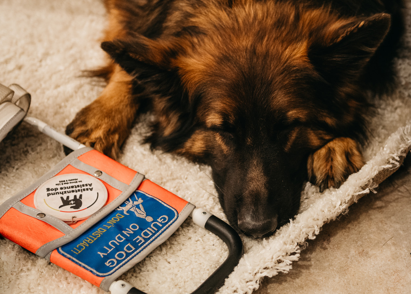 Ein schlafender Blindenheit neben seinem Führ-Geschirr, der auf seine nächste Aufgabe wartet.
